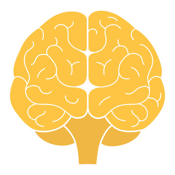 Human brain front view. Vector illustration. Flat design Human brain front view. Vector illustration. Flat design front view stock illustrations