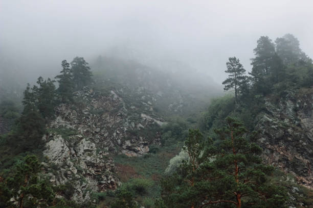 istock Forest mountain with the conifer trees in fog and cloud. 1154342561