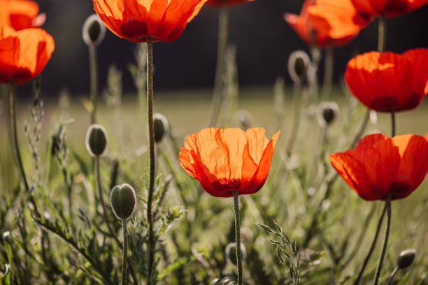 Close up of red poppy flower under the sunlight against green field, Colac Botanic Gardens, Victoria, Australia
