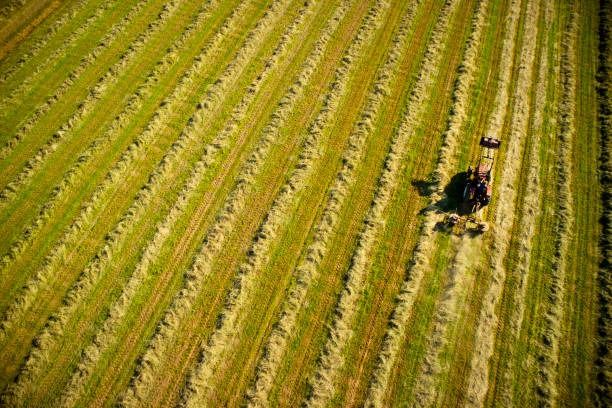 istock Dry the hay in the open field 1154345055