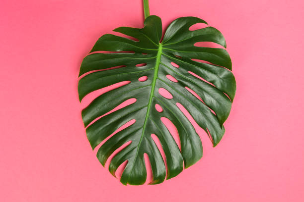istock Fashion background with Monstera leaf 1154347513