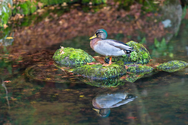 A duck with itself reflected on a mirror-like pond, shot in North Island, New Zealand.
