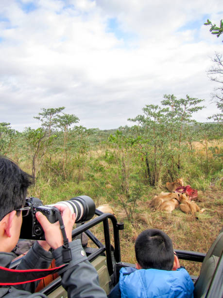 fotograf macht safari-bilder in krüger np, südafrika - kruger national park national park southern africa africa stock-fotos und bilder