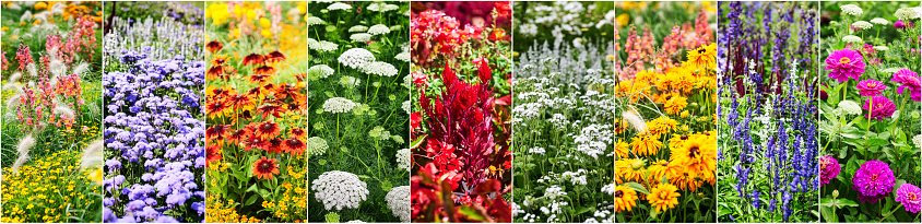 Colorful flower garden background in summer. Flower bed with echinacea, sage, snapdragon, zinnia, marigold flowers collection. Gardening and beauty in nature banner