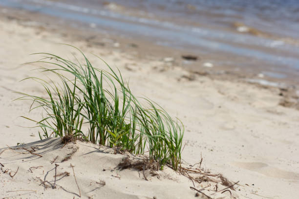istock Green grass growing on the sand on the river coastline 1154356572