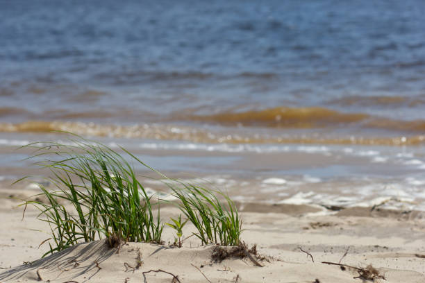 istock Green grass growing on the sand on the river coastline 1154356579
