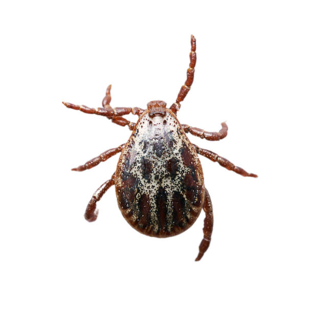 istock Male mite isolated on the white background without shadows. Macro photo 1154357456