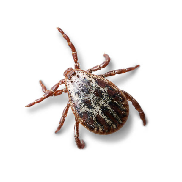 istock Crawling mite isolated on the white background with shadows. Macro photo 1154357498