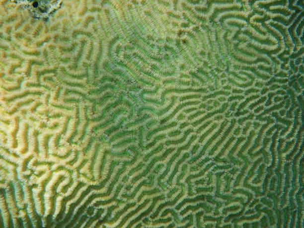istock coral texture from the egypt sea 1154357665
