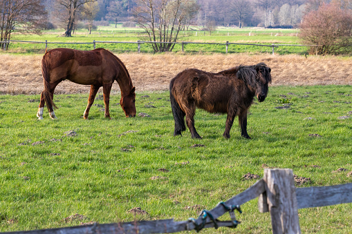 Two horses in the pasture, Northern Germany.