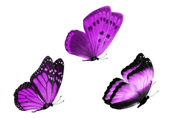 istock three butterflies purple butterflies. isolated on white 1154361935