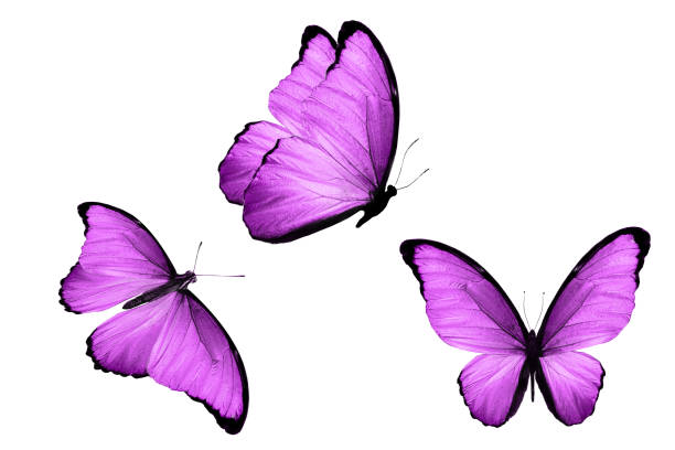 istock three butterflies purple butterflies. isolated on white 1154361944