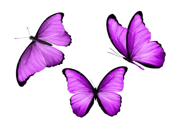 istock three butterflies purple butterflies. isolated on white 1154361947