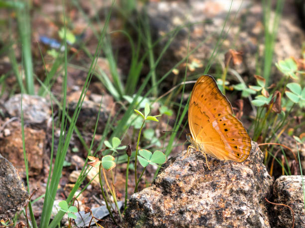 istock Beautiful butterfly Rock Island on the waterfront 01 1154362536