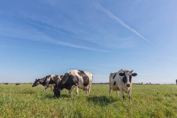 le mucche da latte della razza holstein frisone, al pascolo su campo verde. - bestiame bovino di friesian foto e immagini stock