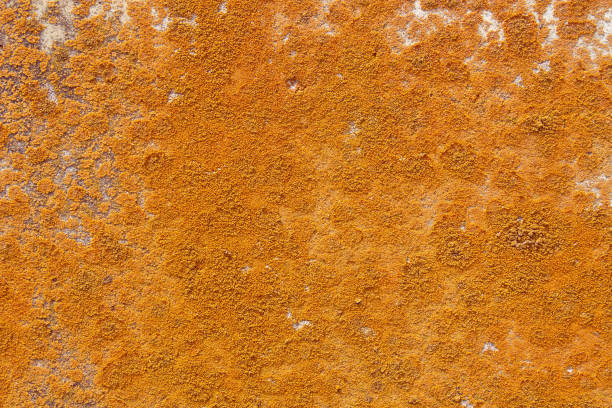 istock colored fungus on concrete wall 1154367788
