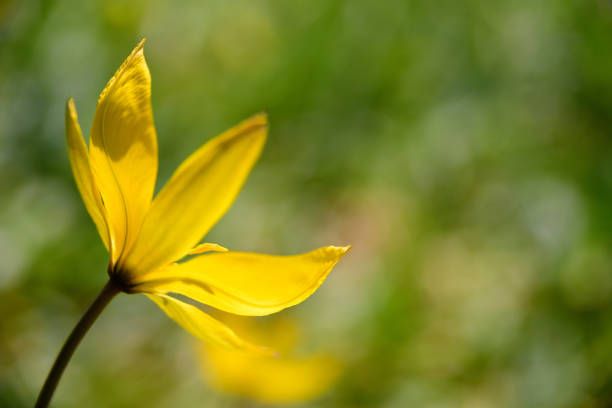 istock Yellow flower on sunshine 1154368067