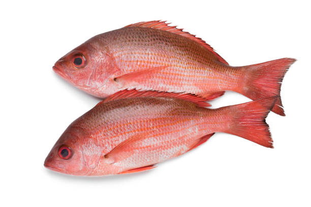 due dentici rossi del nord - fish catch of fish seafood red snapper foto e immagini stock