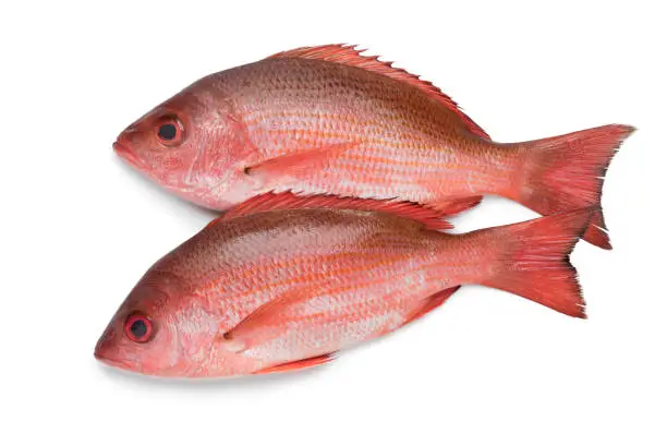 Two fresh raw Northern red snappers isolated on white background