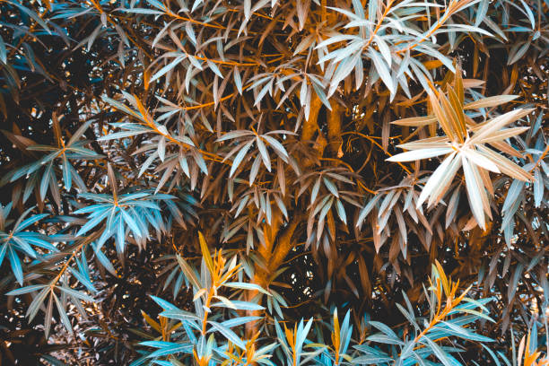 istock typical natural background theme in warm colors 1154369725