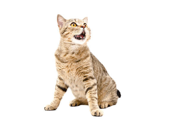 gato escocés recto sentado con la boca abierta - miaowing fotografías e imágenes de stock