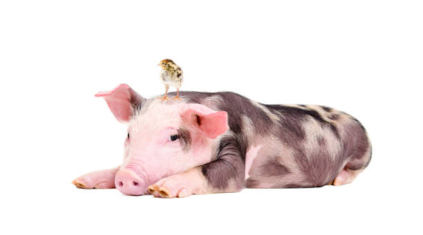 istock Cute little pig with a quail on her head 1154370311