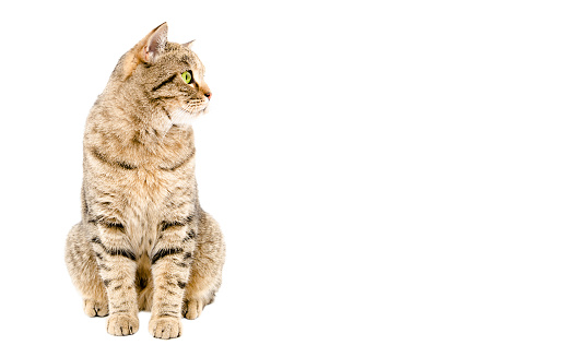 Beautiful cat Scottish Straight looks to the side sitting isolated on white background
