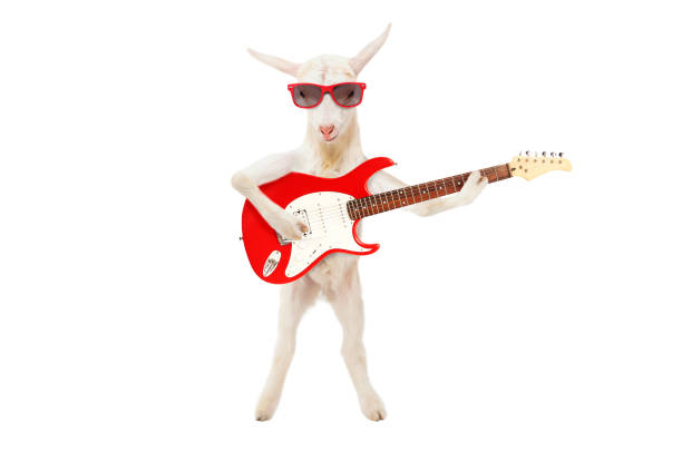 capra divertente con occhiali da sole con chitarra elettrica in piedi isolata su sfondo bianco - guitar electric guitar modern rock metal foto e immagini stock