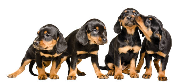 istock Four lovely puppies together isolated on white background 1154370408