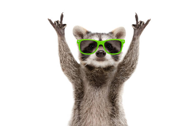 Funny raccoon in green sunglasses showing a rock gesture isolated on white background stock photo