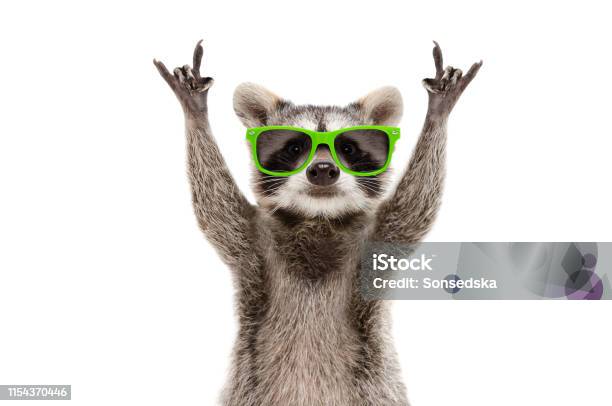 Funny Raccoon In Green Sunglasses Showing A Rock Gesture Isolated On White Background Stock Photo - Download Image Now