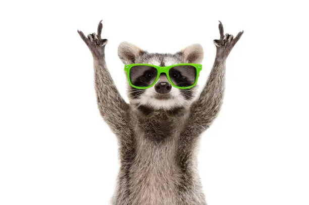 Funny raccoon in green sunglasses showing a rock gesture isolated on white background