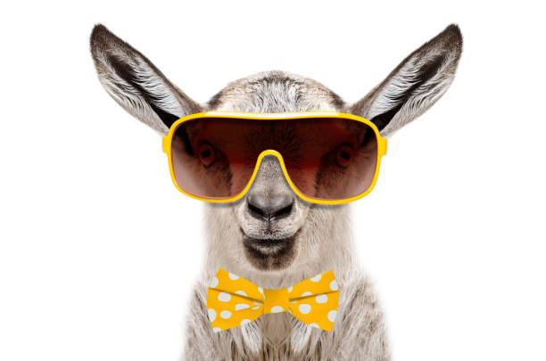 istock Funny goat in a sunglasses and bow tie 1154370473