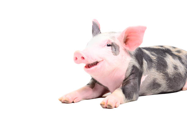 istock Funny little pig smiling lying isolated on white background 1154370493