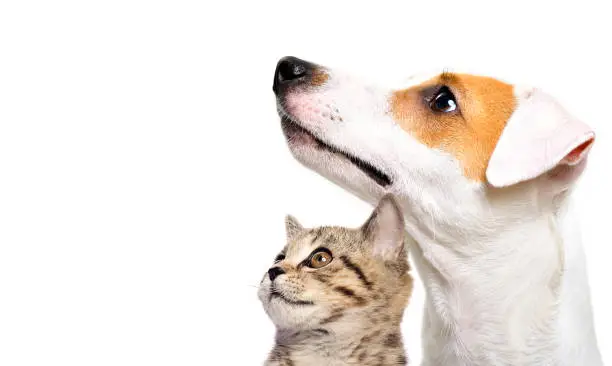 Photo of Cute dog Jack Russell Terrier and  kitten Scottish Straight side view isolated on white background