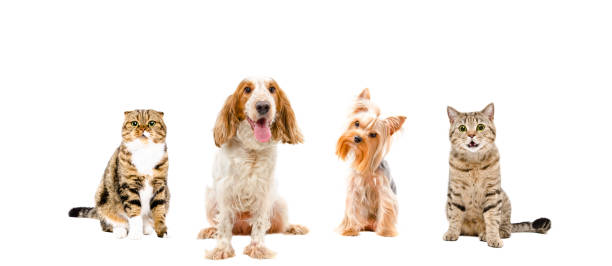 istock Group of dogs and cats 1154370587