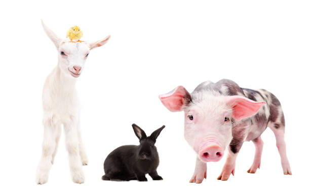 istock Group of farm animals standing together 1154370592