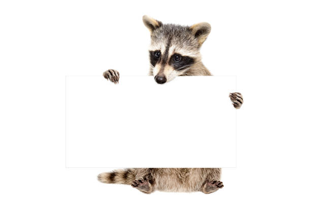 Portrait of a  cute raccoon sitting with banner stock photo