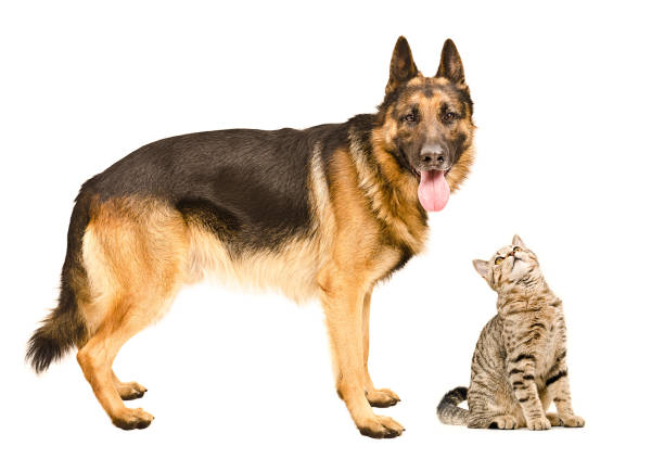 istock German Shepherd and a curious cat Scottish Straight 1154370604
