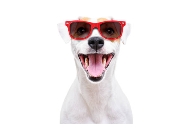 白い背景に隔離されたサングラスで面白い犬ジャックラッセルテリアの肖像画 - merrily ストックフォトと画像