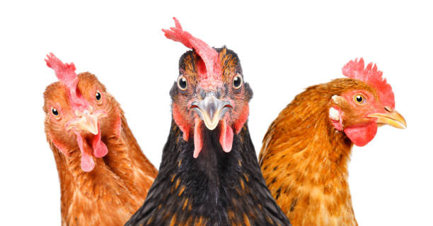 istock Portrait of  three chickens isolated on white background 1154370633