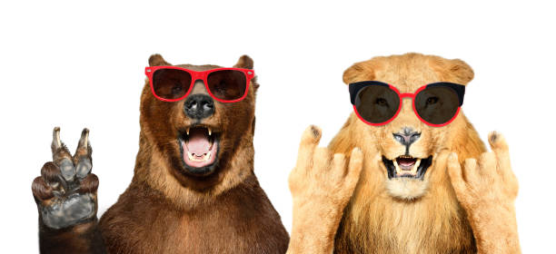 白い背景に隔離されたジェスチャーを示すサングラスで面白いクマとライオン - merrily ストックフォトと画像