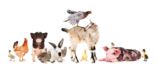 istock Funny group of farm animals isolated on white background 1154370672