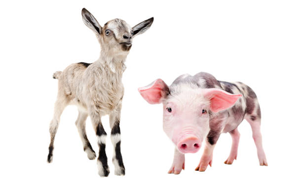 istock Little pig and goat, standing together 1154370688