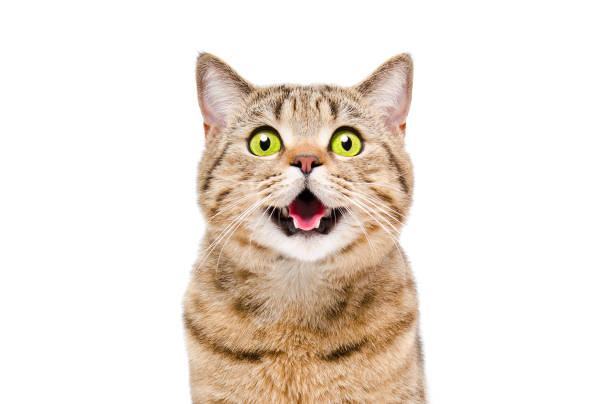 verticale d'un beau chat droit écossais, plan rapproché, d'isolement sur le fond blanc - miaulement photos et images de collection