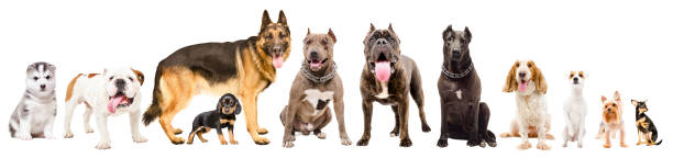 istock Group of eleven cute dogs different breed isolated on white background 1154370795