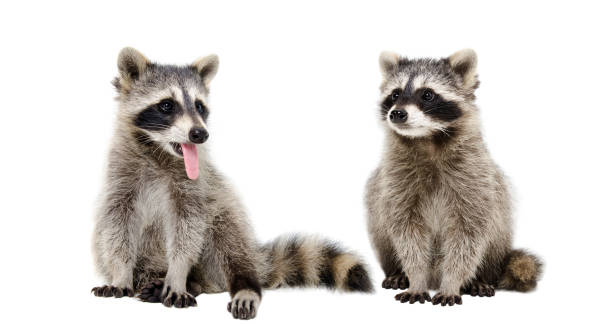 Two funny raccoons sitting together, isolated on white background Two funny raccoons sitting together, isolated on white background paw licking domestic animals stock pictures, royalty-free photos & images