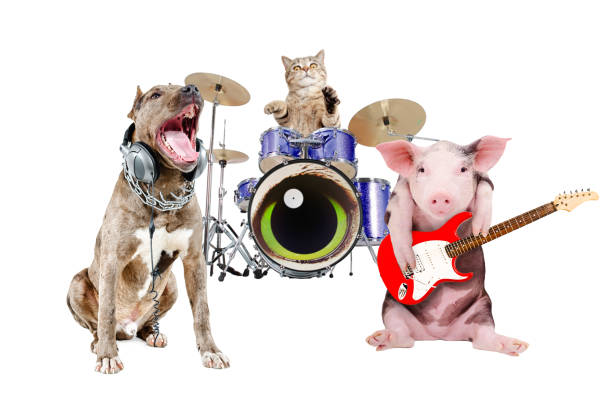 trio de músicos animais - three animals audio - fotografias e filmes do acervo