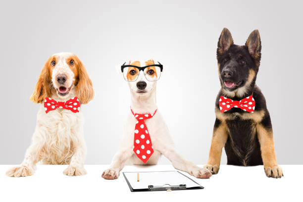 istock Three funny office dogs on gray background 1154370922