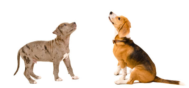 istock Puppy pit bull and beagle dog 1154370937